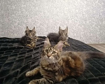 Кошки в Краснодаре: Мейн-куны с документами Мальчик, 15 000 руб. - фото 6