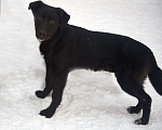 Собаки в Москве: Щенок метис черного лабрадора Балу в дар Мальчик, Бесплатно - фото 1