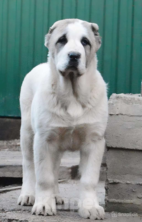 Собаки в Красноярске: Высопородная девочка  Девочка, Бесплатно - фото 1