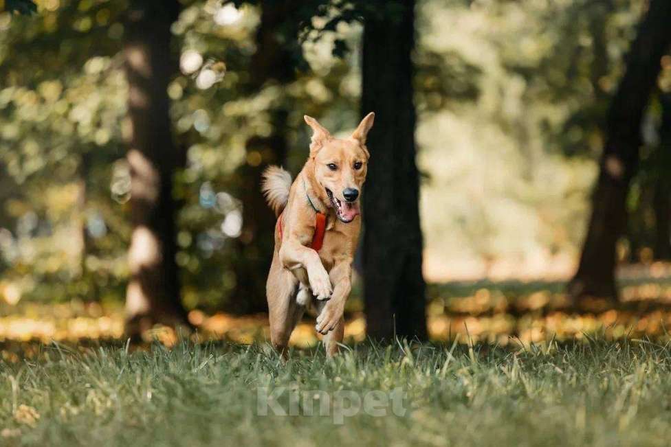 Собаки в Москве: Лион- один на миллион ♥️ Мальчик, Бесплатно - фото 8