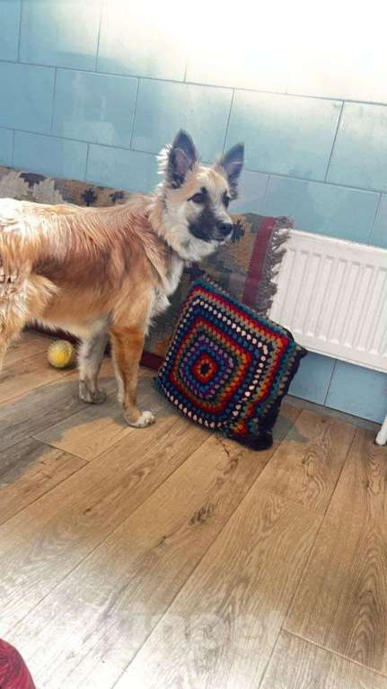 Собаки в Москве: Щенок Микки Мальчик, Бесплатно - фото 2