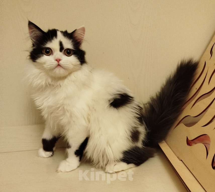 Кошки в Валдае: Котёнок шотландский, длинношестный Девочка, 30 000 руб. - фото 2