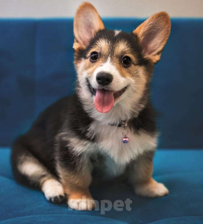 Собаки в Москве: Вельш-корги-пемброк. Девочка Девочка, 60 000 руб. - фото 2