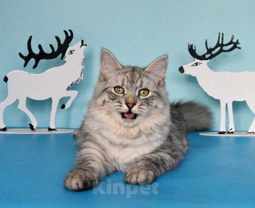 Кошки в Москве: Серебристый котик Мальчик, Бесплатно - фото 6