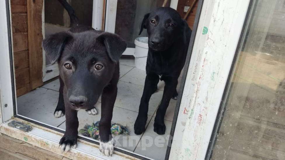 Собаки в Санкт-Петербурге: Отдам щенка бесплатно. Девочка, Бесплатно - фото 4