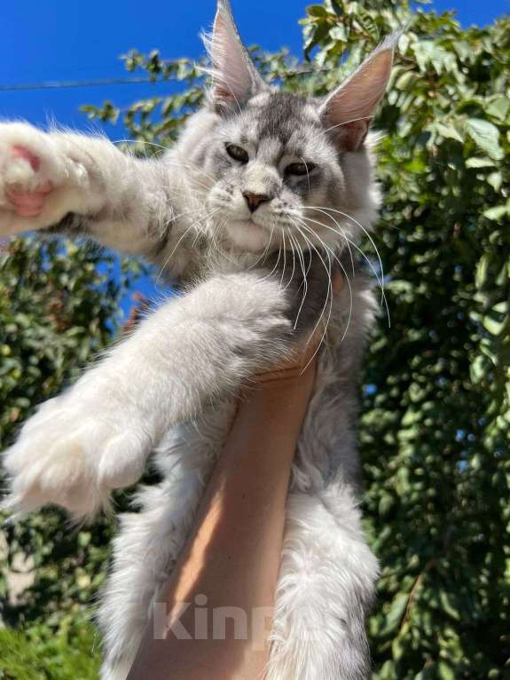 Кошки в Батайске: Котята мейн-кун Девочка, 60 000 руб. - фото 1