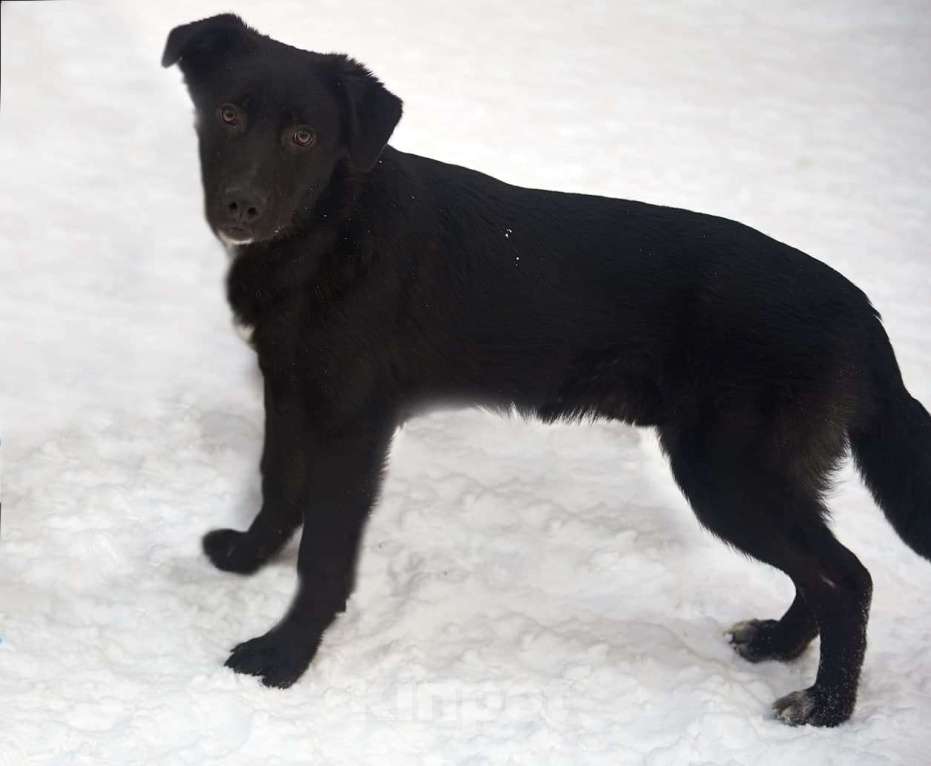Собаки в Москве: Щенок метис черного лабрадора Балу в дар Мальчик, Бесплатно - фото 1