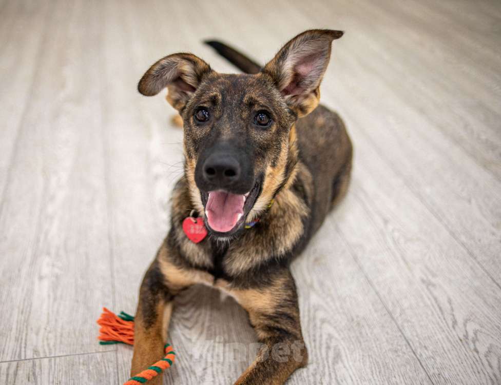 Собаки в Москве: Щенок в добрые руки бесплатно Москва Девочка, Бесплатно - фото 8