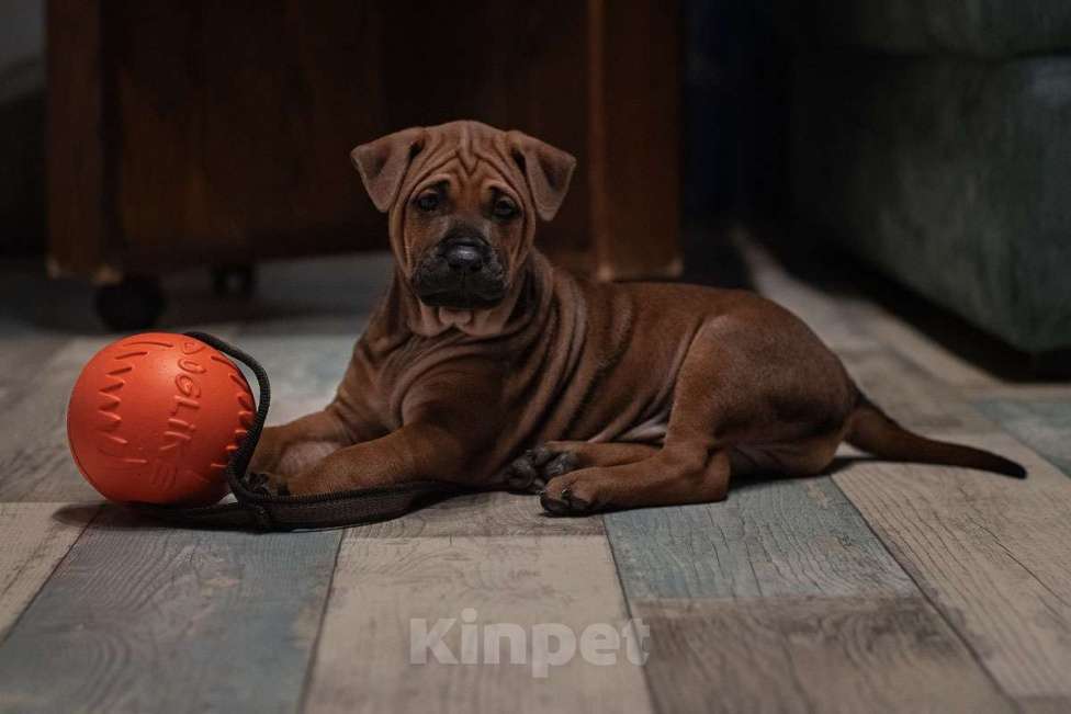 Собаки в Перми: Щенок тайского риджбека Мальчик, 80 000 руб. - фото 1