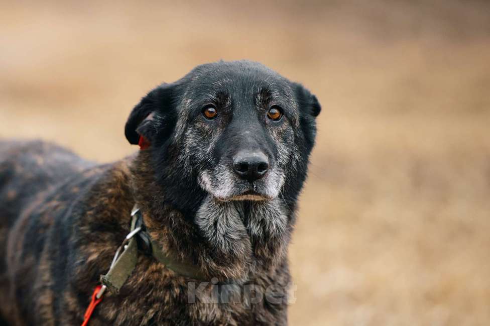 Собаки в Москве: Нюська Девочка, Бесплатно - фото 2