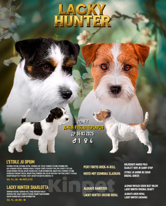 Собаки в других городах Самарской области: Щенки джек рассела г. Самара Девочка, 80 000 руб. - фото 3