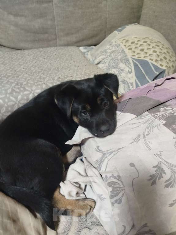 Собаки в других городах Калининградской области: Щенки в добрые руки Девочка, Бесплатно - фото 4