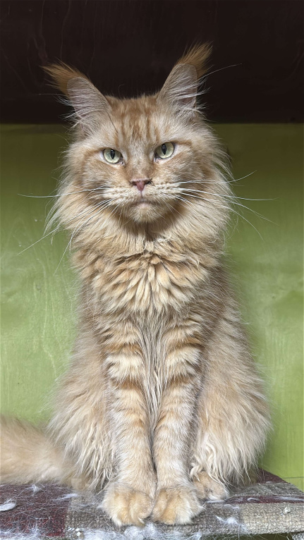 Кошки в Дмитрове: Мейн-кун кошка Девочка, 1 000 руб. - фото 2