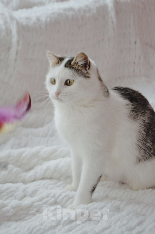 Кошки в Москве: Шарлотта в поиске семьи Девочка, Бесплатно - фото 2