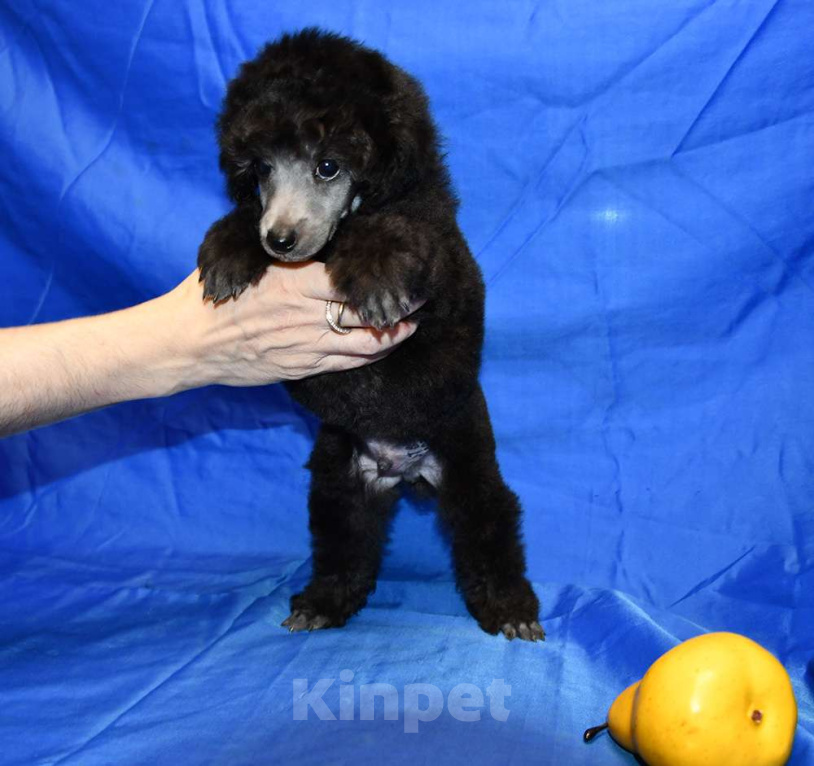 Собаки в Долгопрудном: Щенок  пуделя мальчик серебристый Джентли Борн Рондо  Мальчик, 120 000 руб. - фото 2