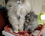 Кошки в Краснодаре: Персидские котята  Девочка, 3 000 руб. - фото 9