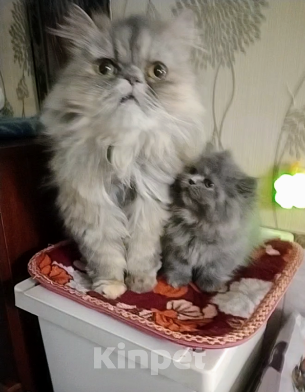 Кошки в Краснодаре: Персидские котята  Девочка, 5 000 руб. - фото 2