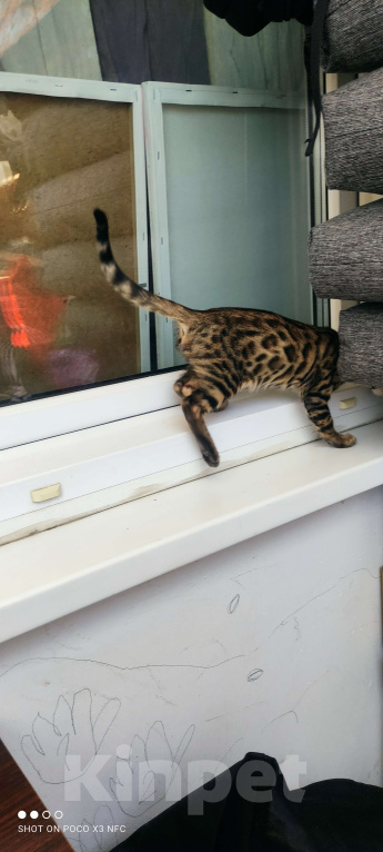 Кошки в Химках: Бенгальский котенок кот холодный Браун  Мальчик, 35 000 руб. - фото 3