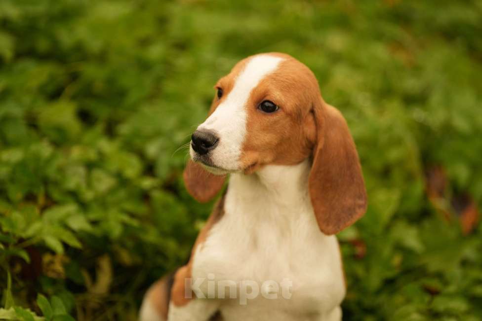 Собаки в других городах Московской области: Кобель гончей хочет домой Мальчик, 19 000 руб. - фото 1