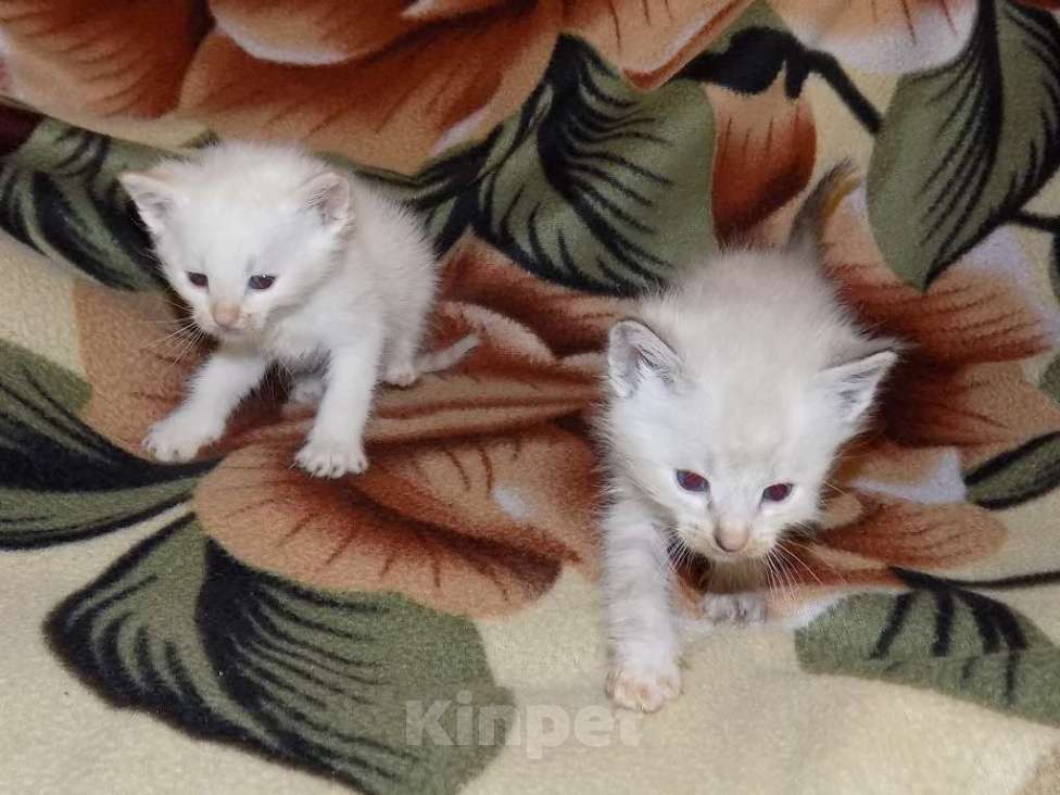 Кошки в Москве: Голубоглазые тайские котята Мальчик, 10 000 руб. - фото 8