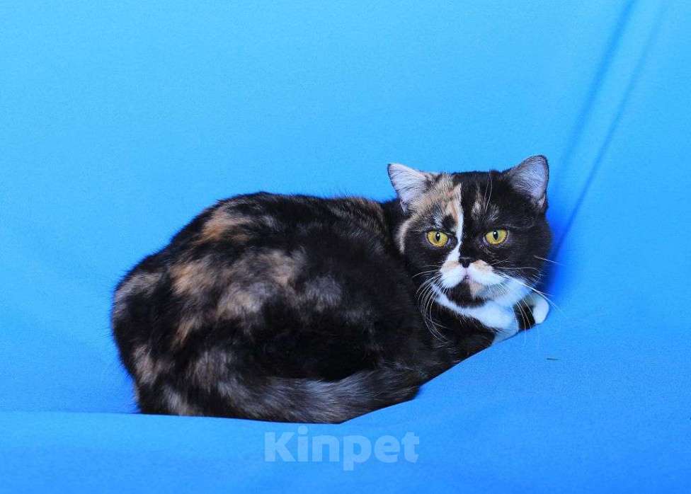 Кошки в Москве: Американская короткошерстная в дар Девочка, 1 руб. - фото 9