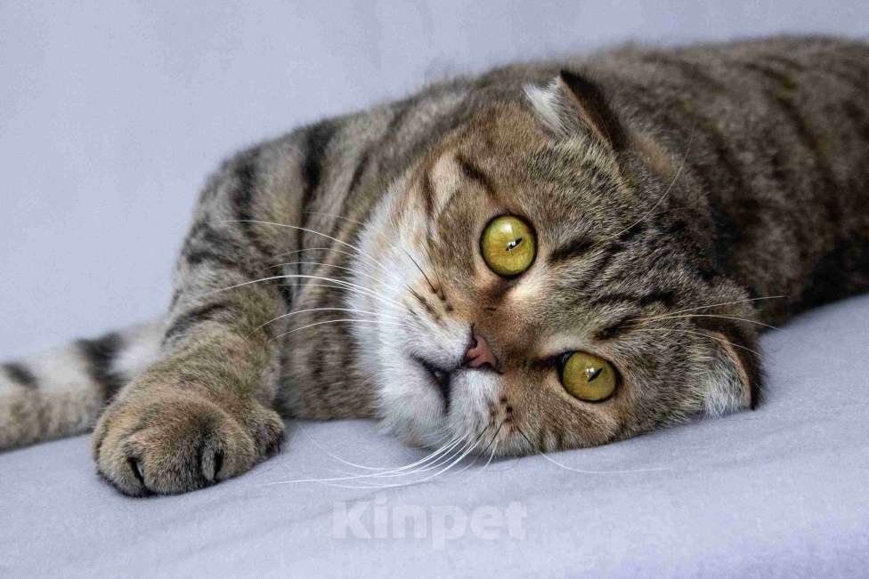 Кошки в Москве: Благородный добряк — кот Сигизмундий Мальчик, Бесплатно - фото 8