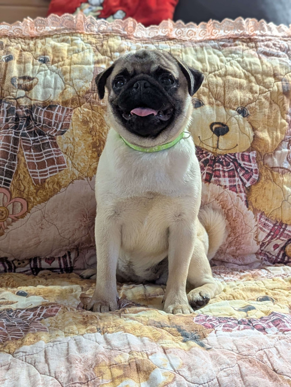 Собаки в Истре: Мопсодевочка Девочка, Бесплатно - фото 1