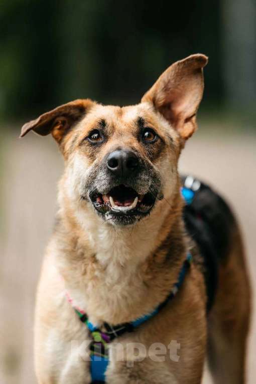 Собаки в Москве: Дёма - неограненный бриллиант, в поиске своего дома! Мальчик, Бесплатно - фото 7