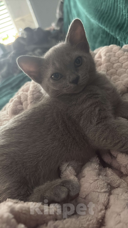 Кошки в Воронеже: Бурманская кошечка ( Европейская) Девочка, 20 000 руб. - фото 2