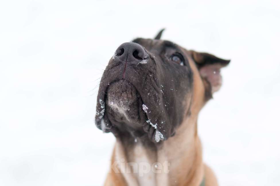 Собаки в Волоколамске: Щенок Кане Корсо Девочка, 60 000 руб. - фото 2