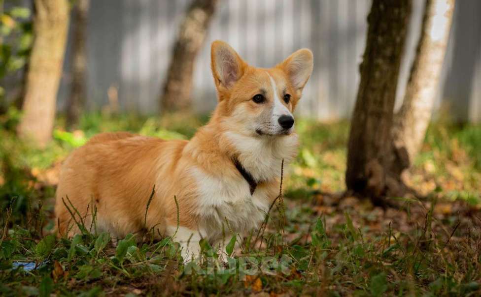 Собаки в Подольске: щенки вельш корги пемброк Девочка, 35 000 руб. - фото 2