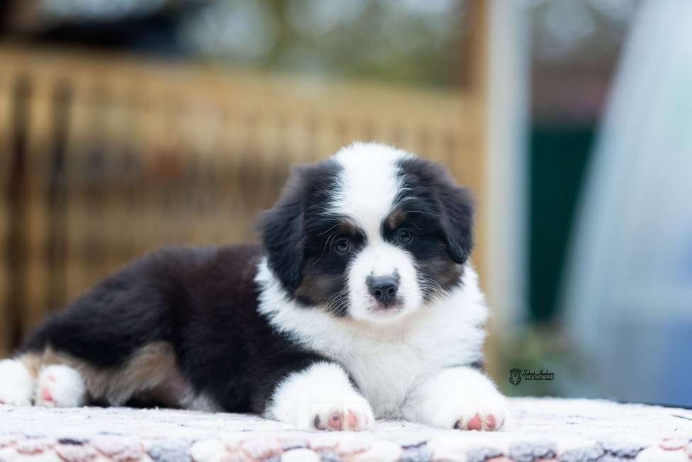 Собаки в Москве: Миниатюрная американская овчарка (мини-аусси) Мальчик, 100 000 руб. - фото 5