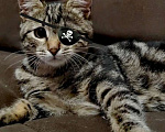 Кошки в Москве: котенок с шикарным окрасом Девочка, 10 руб. - фото 1