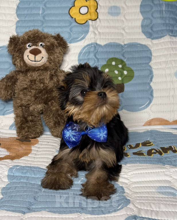 Собаки в Москве: Йоркширский терьер мальчик Мальчик, 60 000 руб. - фото 3