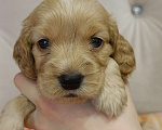 Собаки в Чите: Продам щенков английского кокер спаниеля  Мальчик, 10 000 руб. - фото 2