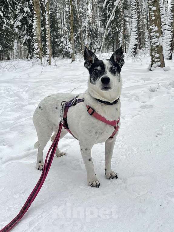 Собаки в Москве: Небольшая домашняя собачка Вега, метис Джек Рассела ищет дом Девочка, 10 руб. - фото 2