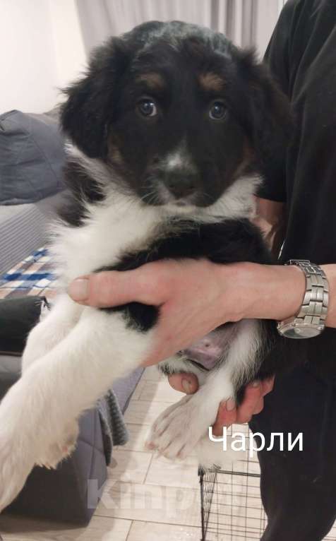 Собаки в других городах Московской области: Щенок в добрые руки Мальчик, Бесплатно - фото 4