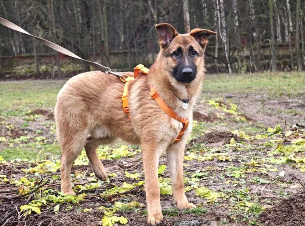 Собаки в Москве: Микки ищет дом Мальчик, Бесплатно - фото 5