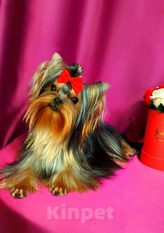 Собаки в Москве: МАЛЬЧИКИ-КРАСАВЧИКИ РКФ Мальчик, Бесплатно - фото 9