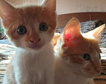 Кошки в Краснодаре: Котенок Мальчик, 100 руб. - фото 2
