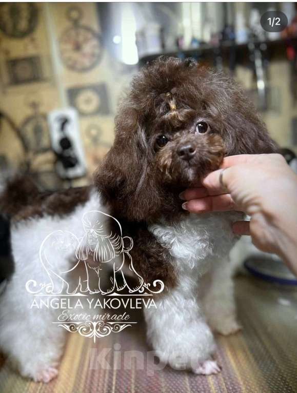 Собаки в Санкт-Петербурге: Мальчик Пушон Мальчик, 50 000 руб. - фото 7