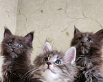 Кошки в Самаре: Котята Мейн-кун Разнополые, 20 000 руб. - фото 9