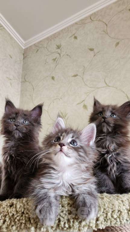 Кошки в Самаре: Котята Мейн-кун Разнополые, 20 000 руб. - фото 9