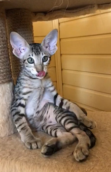 Котик ориентал