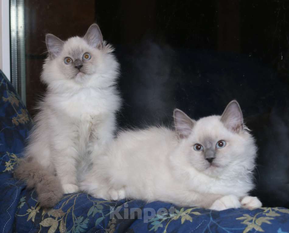 Кошки в Санкт-Петербурге: Рэгдолл Мальчик, 40 000 руб. - фото 2
