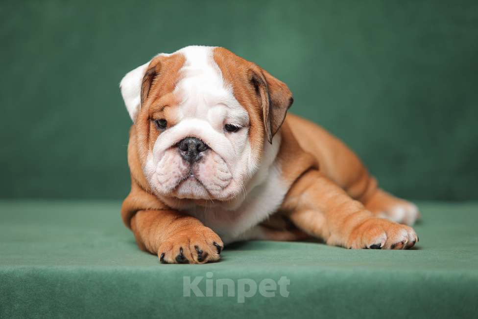 Собаки в других городах Московской области: Щенки английского бульдога Мальчик, Бесплатно - фото 3