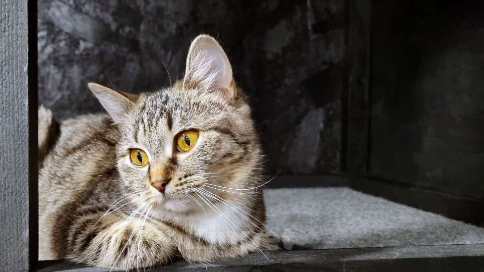 Кошки в Ставрополе: Коша в добрые руки. Девочка, Бесплатно - фото 8