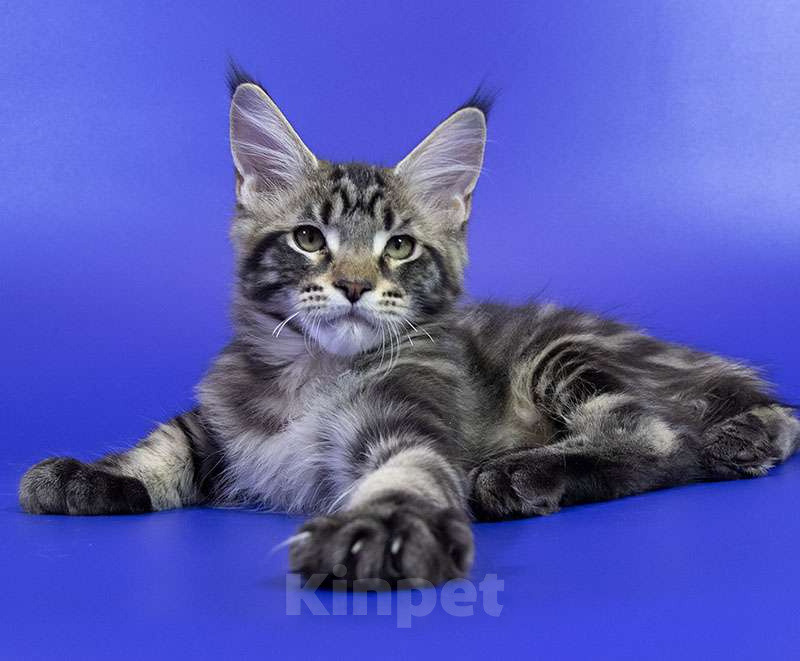 Кошки в Москве: Котенок Мейн кун. Мальчик, Бесплатно - фото 4
