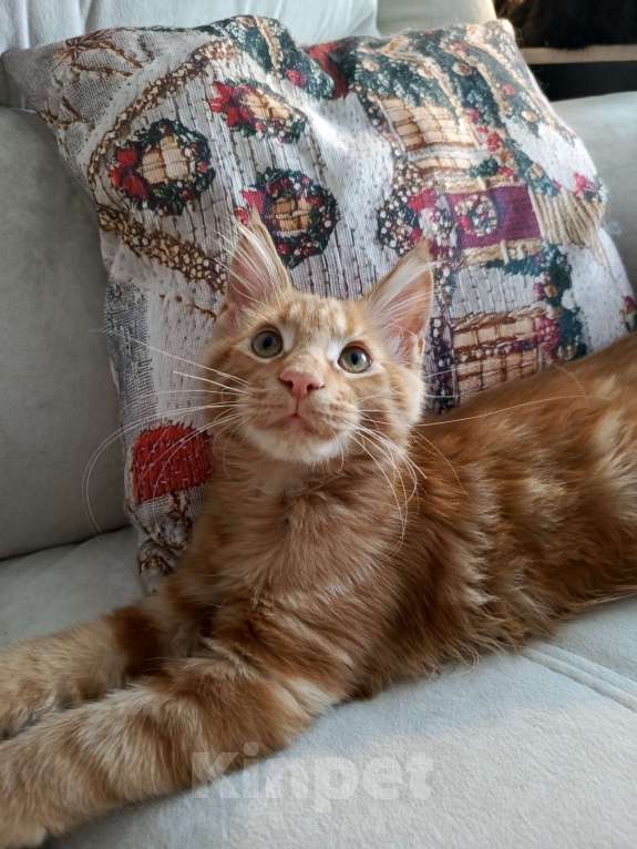 Кошки в Санкт-Петербурге: котенок мейн-кун# Мальчик, 45 000 руб. - фото 9