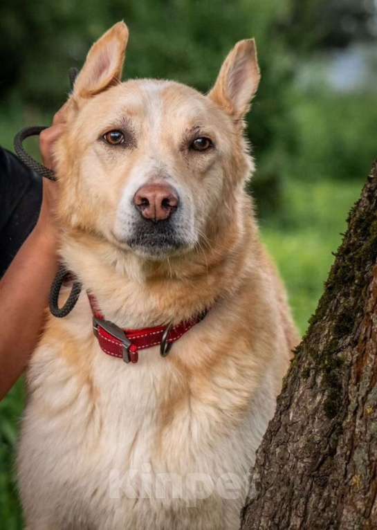 Собаки в других городах Владимирской области: Добрая и красивая собачка в добрые руки Девочка, Бесплатно - фото 1